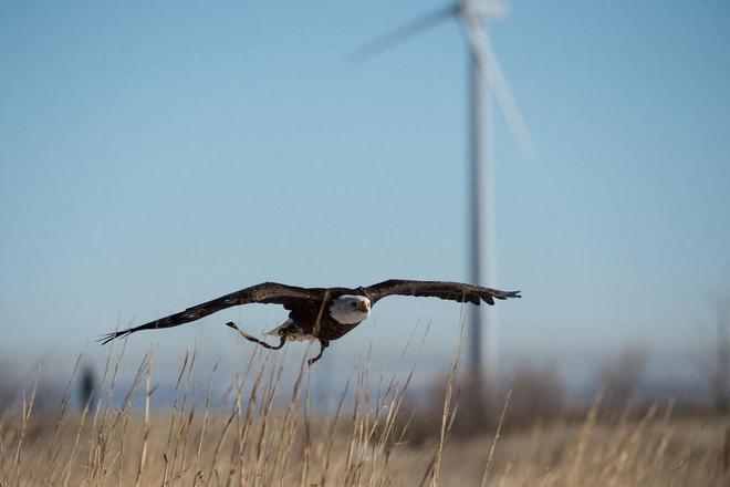 6686体育风力发电就能保护环境？风电机在杀害鸟类堪称顶级“食肉动物”(图6)