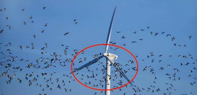 6686体育风力发电就能保护环境？风电机在杀害鸟类堪称顶级“食肉动物”(图7)