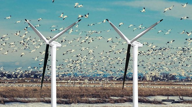 6686体育风力发电就能保护环境？风电机在杀害鸟类堪称顶级“食肉动物”(图8)