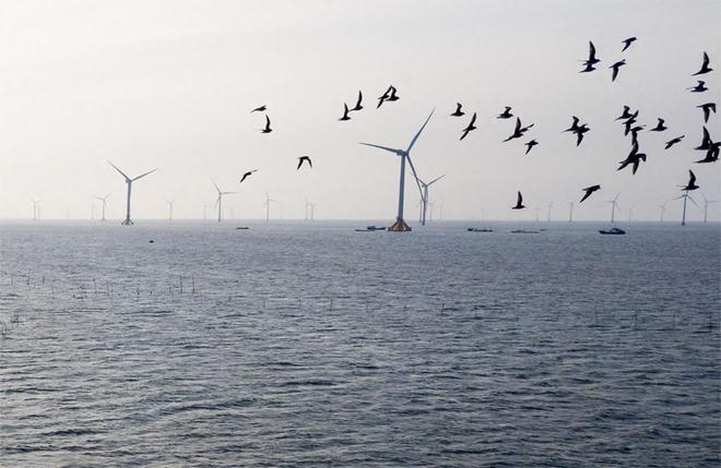 6686体育风力发电就能保护环境？风电机在杀害鸟类堪称顶级“食肉动物”(图10)